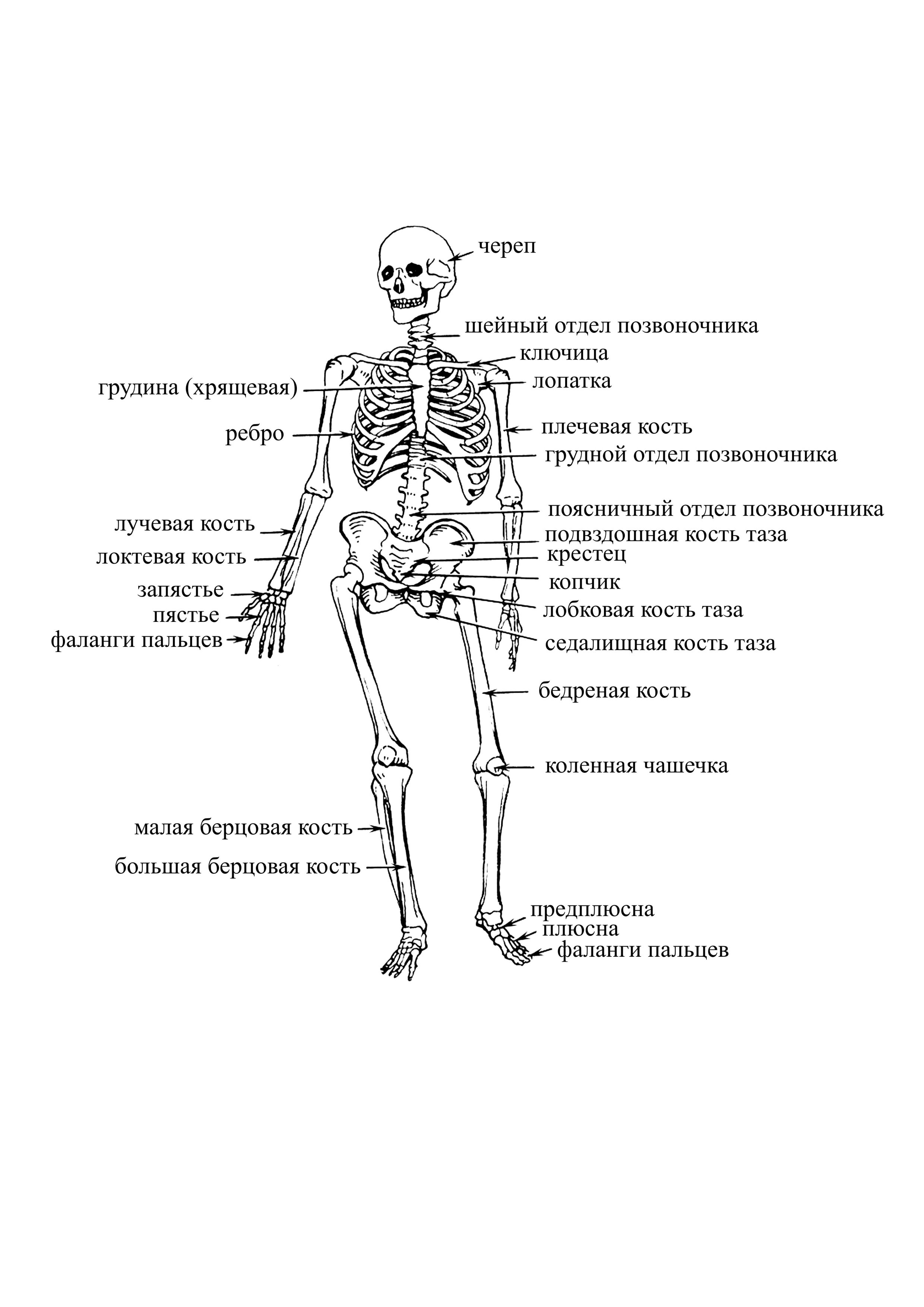 Строение скелета человека схема